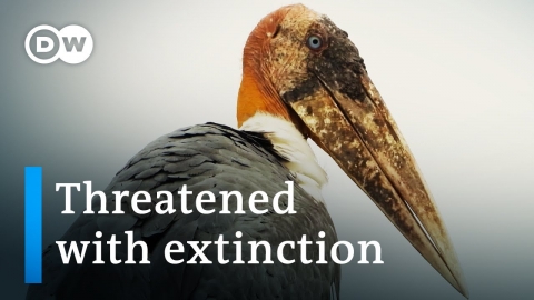 India: Saving one of the largest storks in the world | DW Documentary
