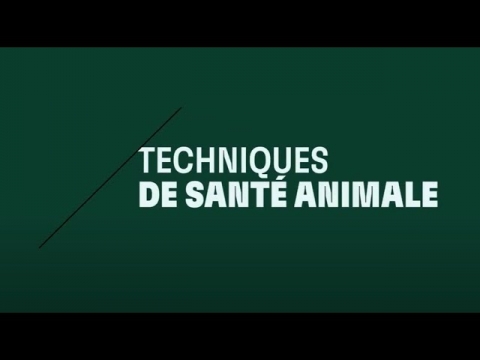 DEC | Techniques de santé animale