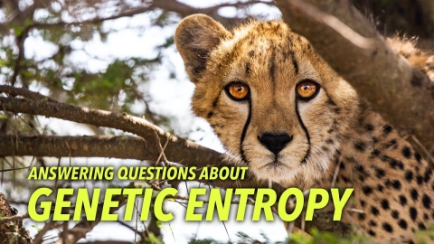 Answering Questions About Genetic Entropy