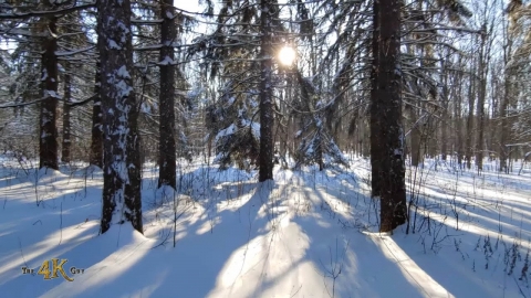 Two-hour nature walk in the snowy serene winter forests of Canada