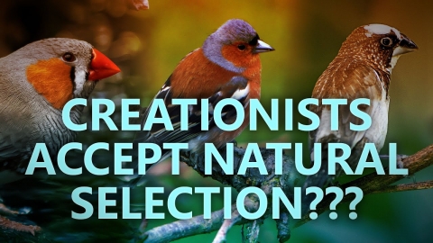 Creationists accept natural selection?