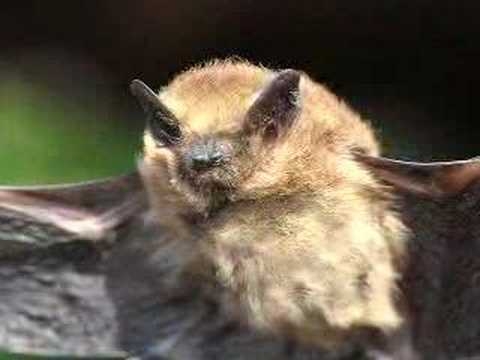 Creation vs. Evolution: Incredible Bats