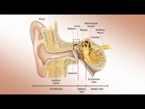 To the Point - The Human Ear, Hearing problems and Hearing God