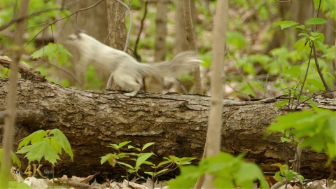 Rare albino white squirrel spotted in the wild in Canadian urban park