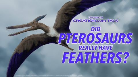 Did Pterosaurs Really Have Feathers?