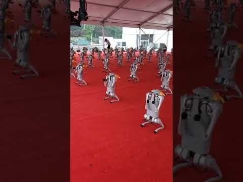 robot dogs flash mob