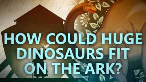 How could huge dinosaurs fit on the Ark?