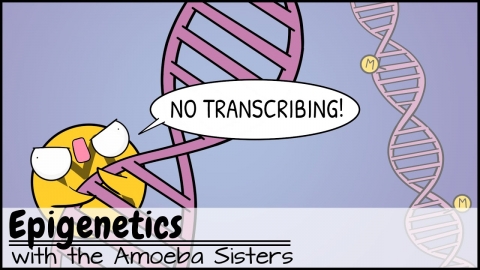 Epigenetics