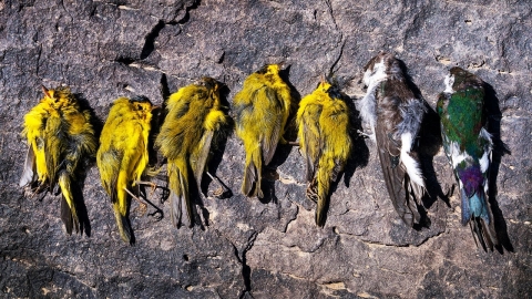 BIRD DIE-OFFS WORLDWIDE! (2022)