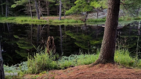 Life in 8K - The solid bedrock of the magnificent boreal forest of...