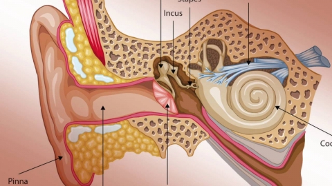 The Human Ear is Miraculous