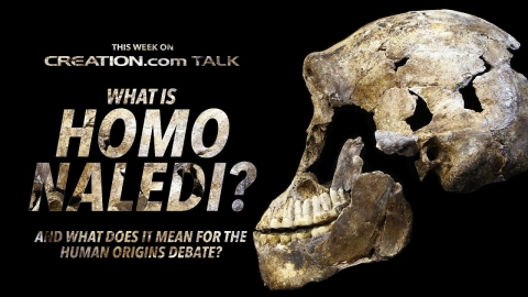 What Is Homo Naledi? And What Does It Mean for the Human Origins...