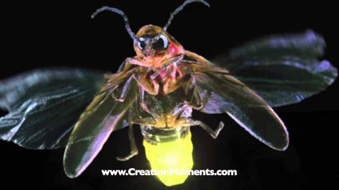 Fireflies Light Path To Brighter Bulbs