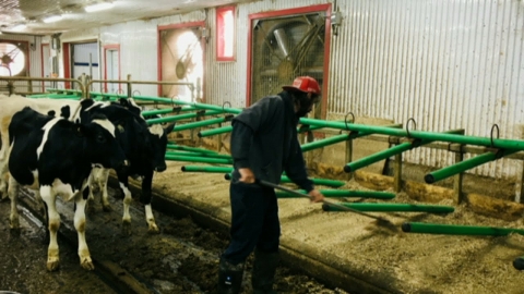 DEP | Production animale - Volet laitier