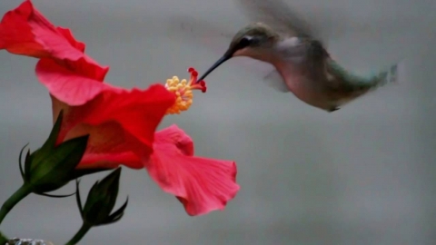 Humming Birds are Miraculous