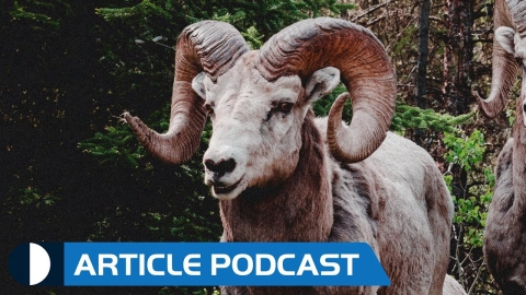 Bighorn Horns Not So Big (Article Podcast)