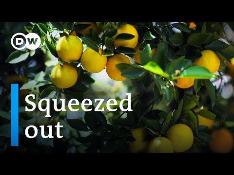 The hidden cost of orange juice | DW Documentary