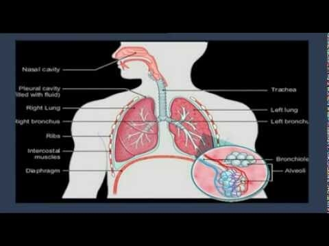 AMAZING FACTS ABOUT THE HUMAN BODY DR RICHARD KENT.