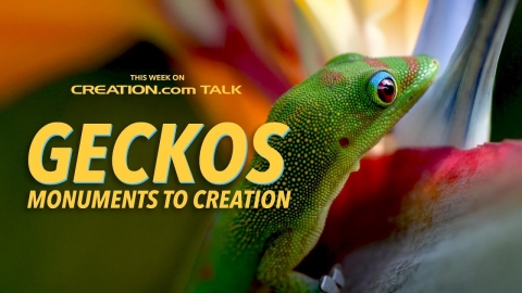 Geckos: Monuments to Creation